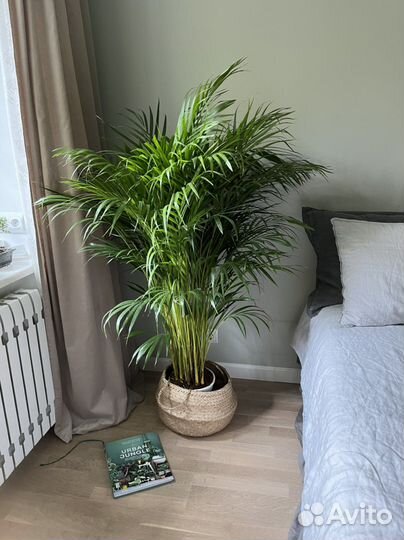 Пальмы наличие