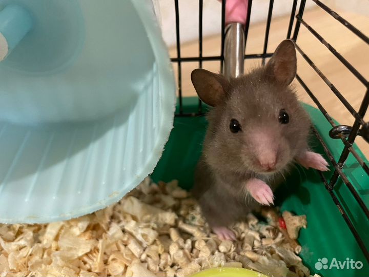 Сирийский хомяк с клеткой