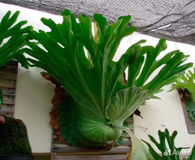 Сортовые папоротники и платицериумы