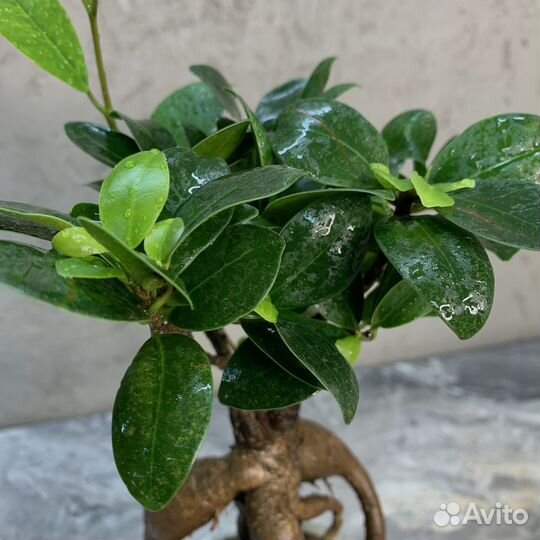 Растение Бонсай - Фикус микрокарпа 30 см
