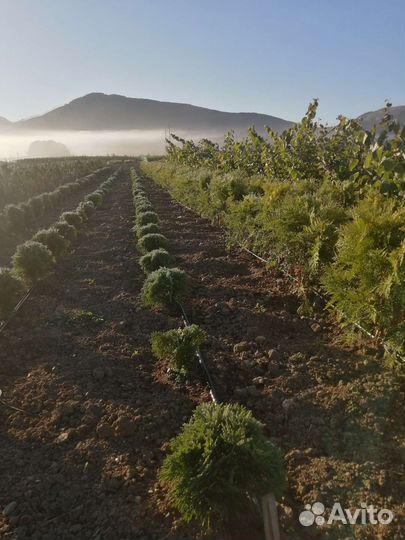 Саженцы лиственных, декоративных, плодовых