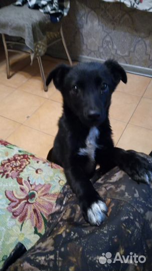 Щенок маленькой породы