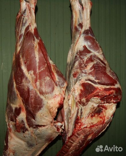 Мясо конина, говядина, баранина