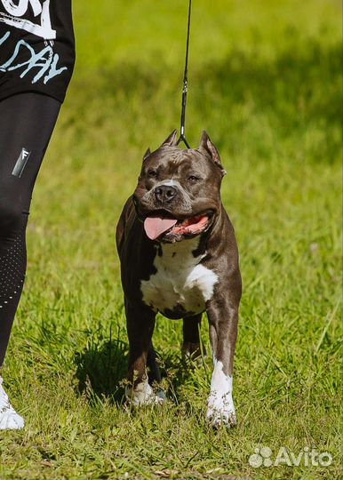 Вязка амстафф