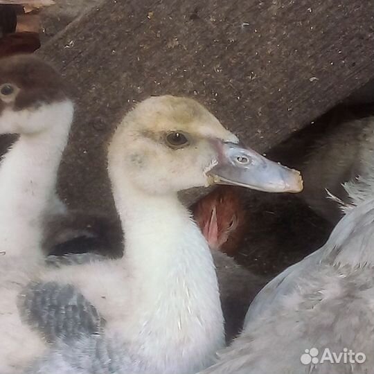 Индоутки.Селезни,утята,утки