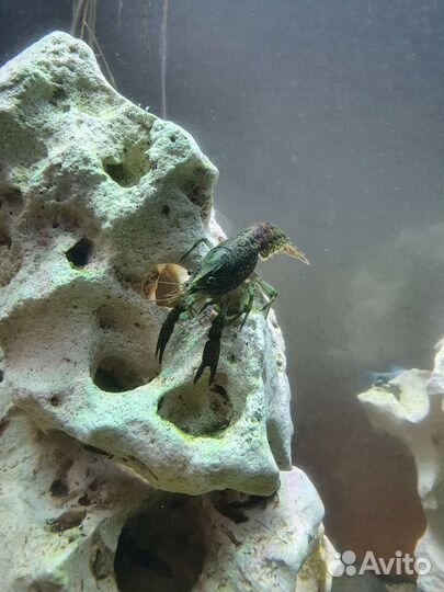 Мраморный рак