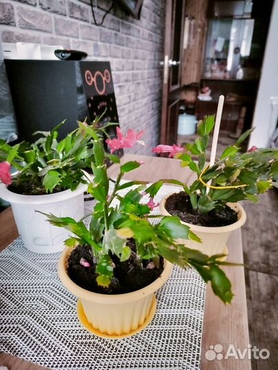 Декабрист шлюмбергера красный