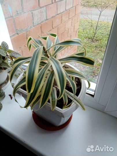 Пальма драцена