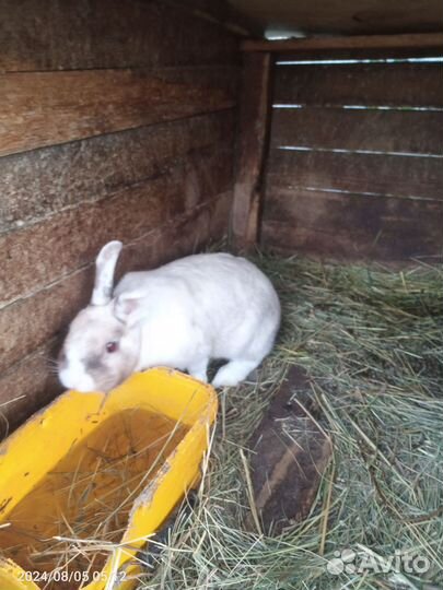 Декоративный кролик с клеткой