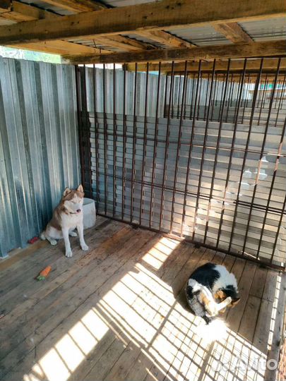 Уход за животными,передержка, зоогостиница