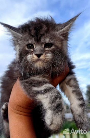 Котята мейн-кун