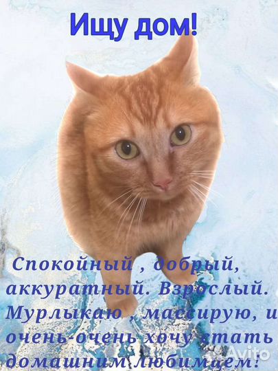 Кот в добрые руки