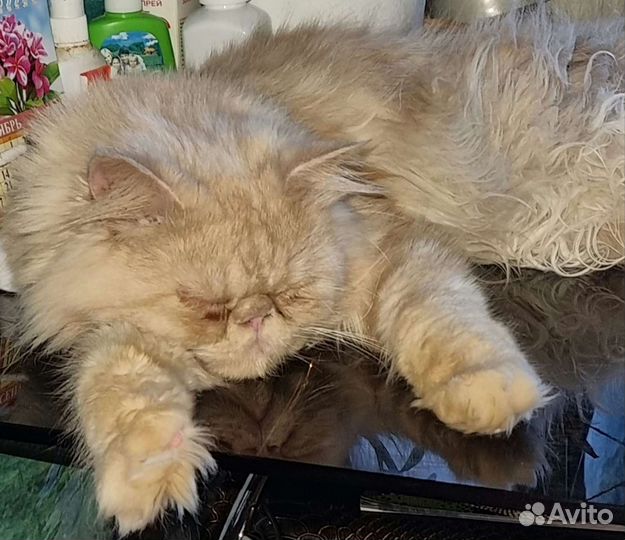Персидский кот,экстримал, приглашает в гости кошеч