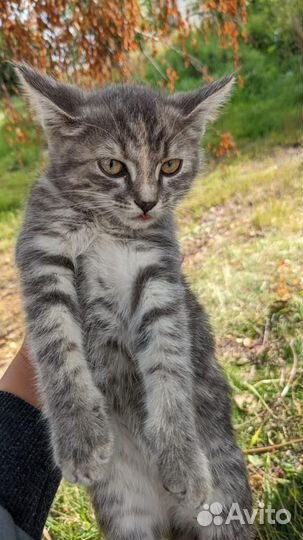 Кошка, котенок