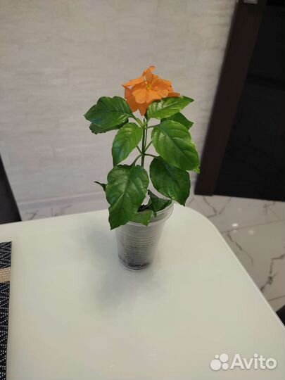 Кроссандра