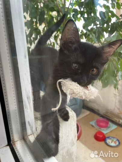 Спасите Малютку В добрые руки