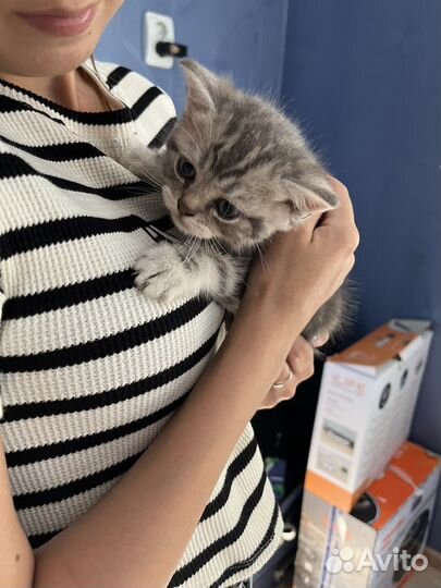 Британская кошка