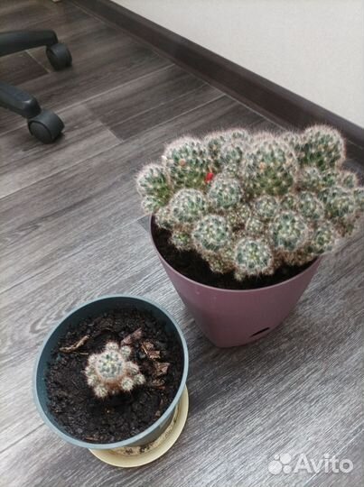 Комнатные цветы