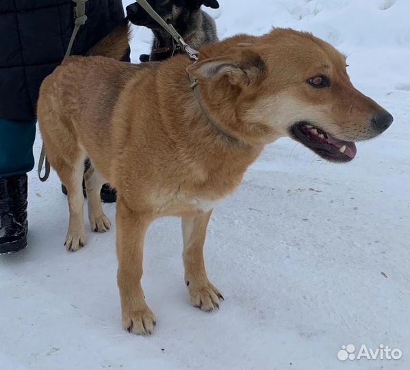 Собака в добрые руки