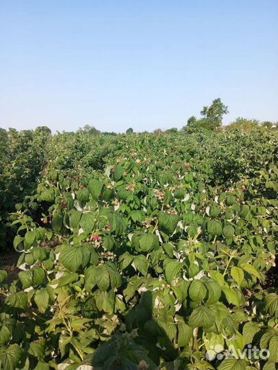 Продажа саженцев малины