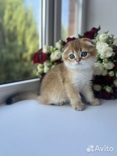 Шотландская