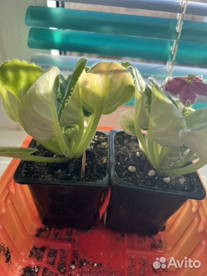 Фиалка Наталка-полтавка