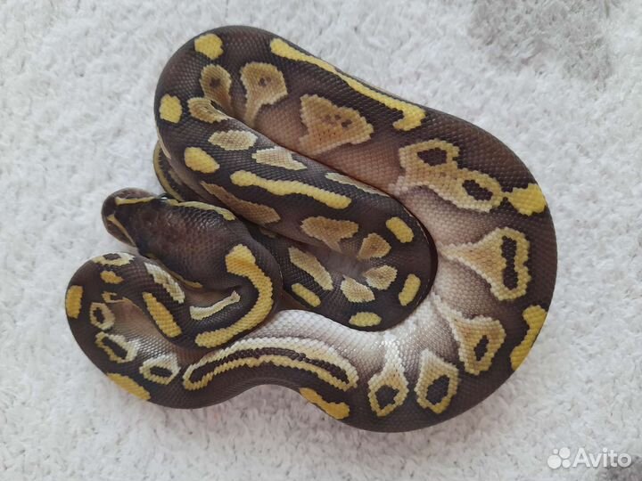Королевская змея