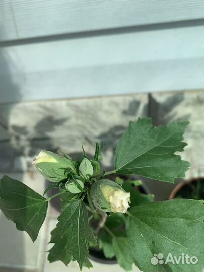 Гибискус махровый