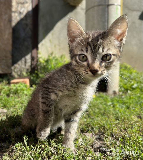 Кошка