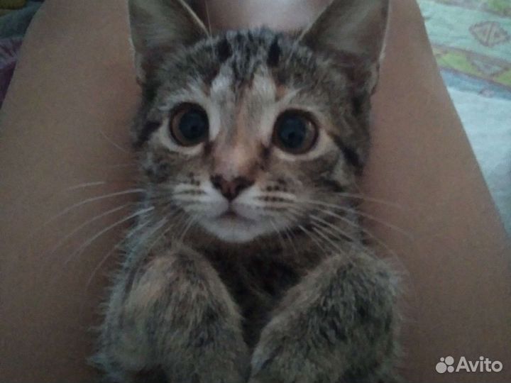 Британская кошка в дар