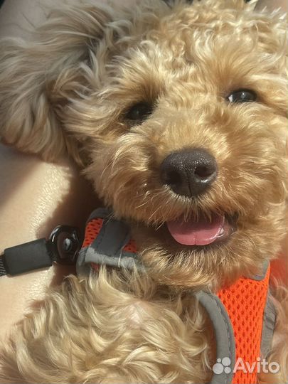 Собака мальтипу