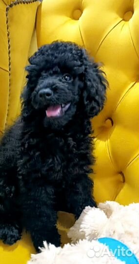 Щенки миниатюрного пуделя черные мальчики