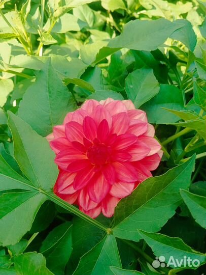 Георгины клубни