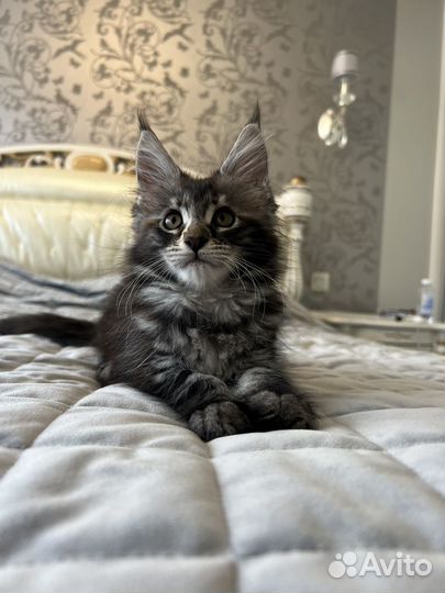 Котята мейн-кун девочка