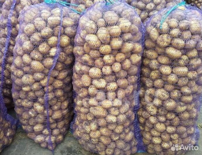 Продам картофель