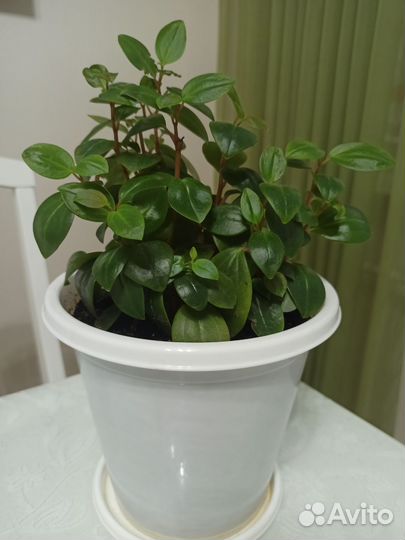 Пеперомия мелколистная