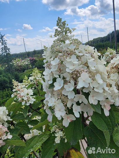 Гортензия Пинки винки на штамбе