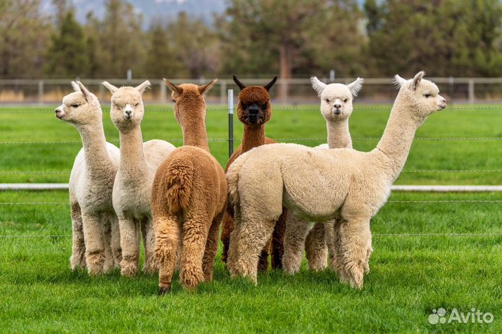 Альпаки и ламы