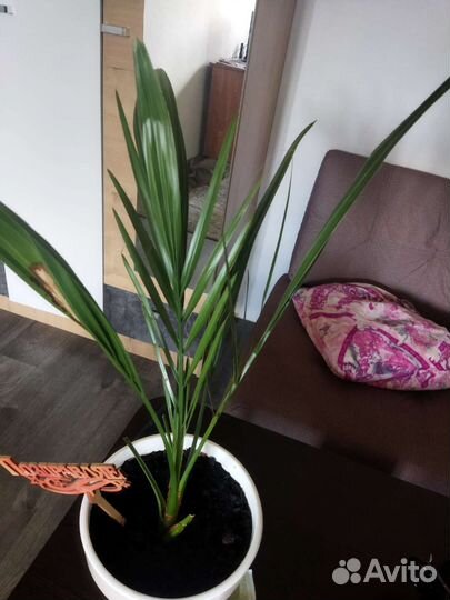 Финиковая пальма