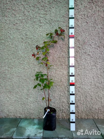 Малина Гусар