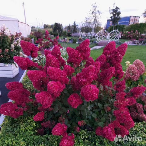 Гортензия метельчатая 1.2-1.5м информ в описании