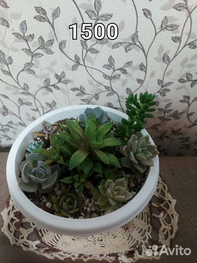 Комнатные растения