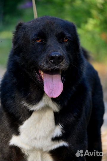 Алабай в дар