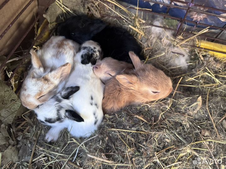 Декоративные кролики