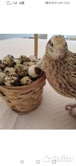 Инкубационное яйцо перепелов
