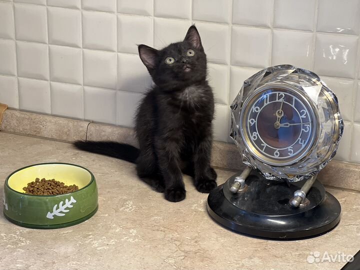 Котенок девочка черная короткошерстная