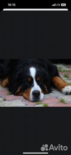 Бернский зенненхунд