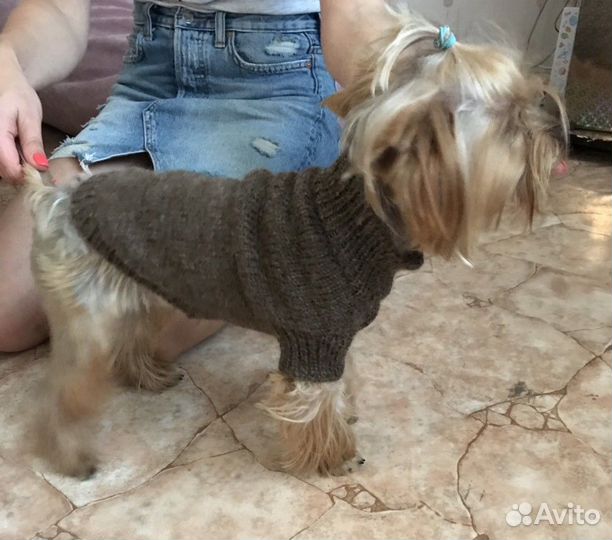Свитеры для собак