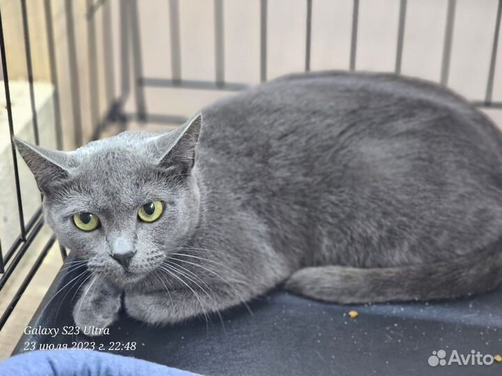 Русская голубая кошка в добрые руки