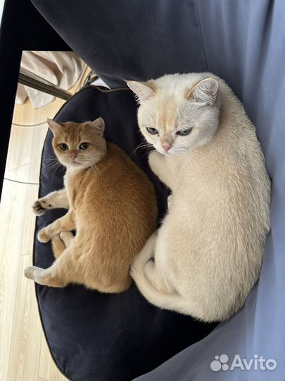 Отдадим в хорошие руки двух кошек